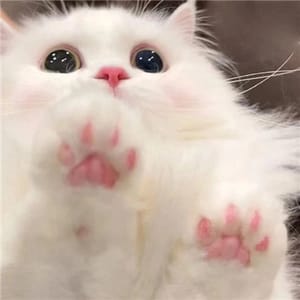 Avatar do jogador Amit